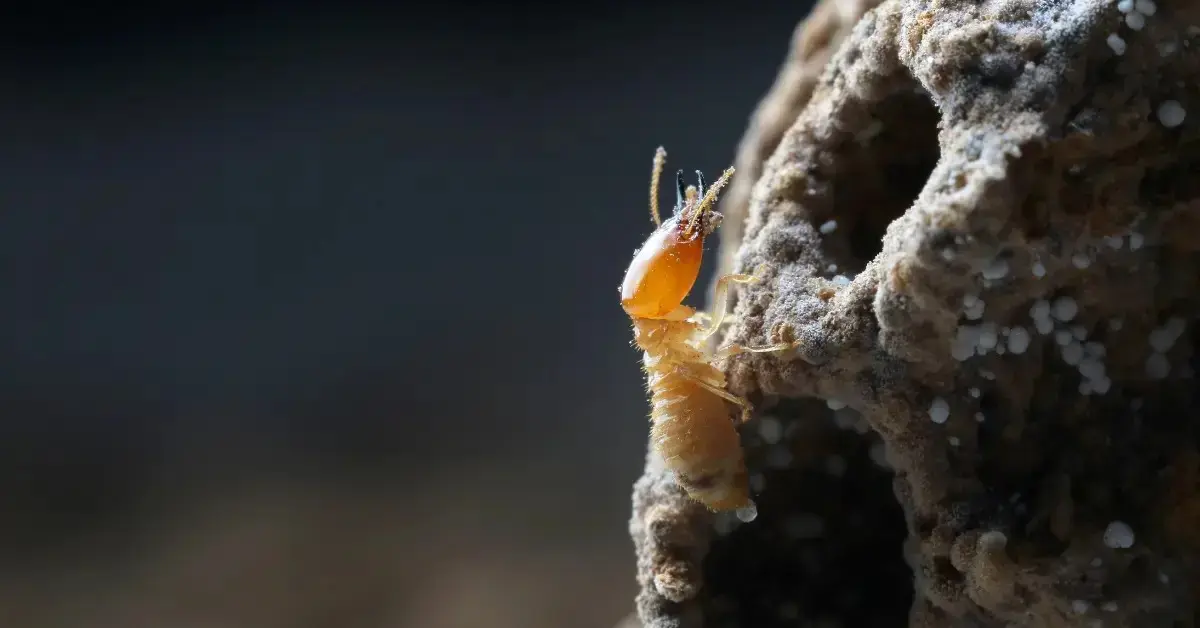 Close-up of a termite on damaged wood